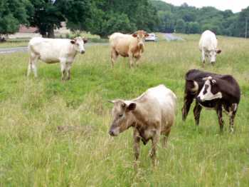 Cows grazing on Commons